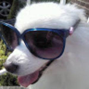 Meet your Posher, Vin